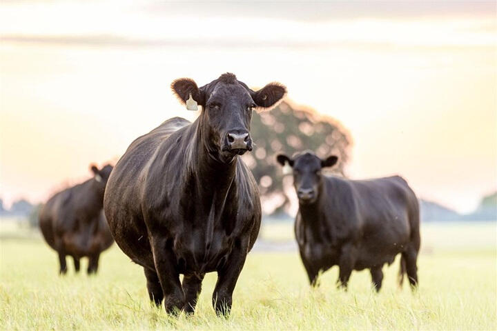 Angus Cattle